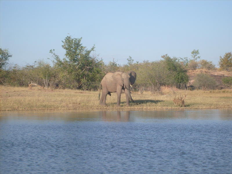 Bootsafari bij Matusadona NP