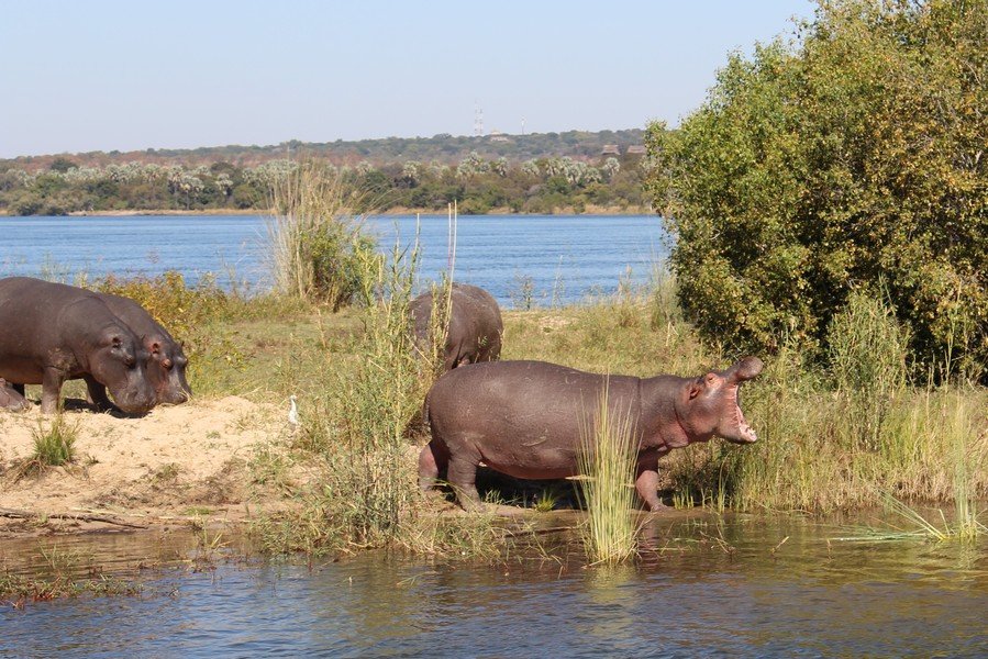 Nijlpaarden bij de Zambezi