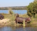 Nijlpaarden bij de Zambezi
