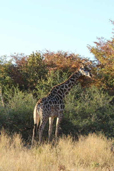 Hwange NP