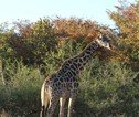 Hwange NP