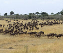 Thumb masai mara gnoe migratie