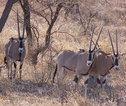 Thumb samburu oryx