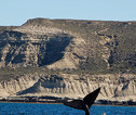 Thumb walvis   peninsula valdes