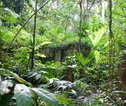 Surinaamse jungle