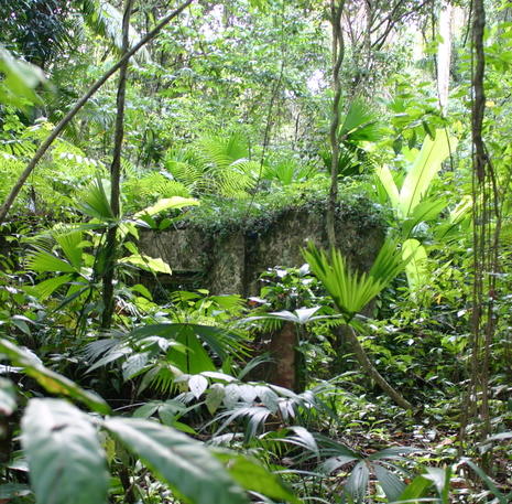 Surinaamse jungle