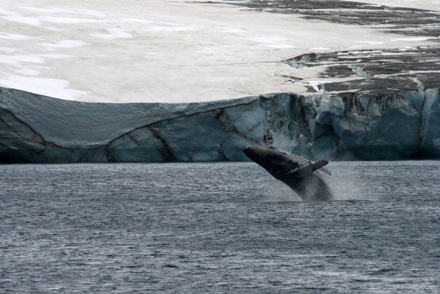 Groepsrondreis Antarctica Crossing the Circle