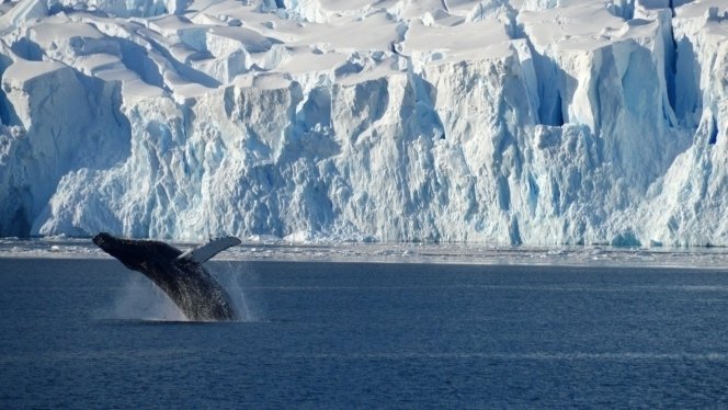 Groepsrondreis Antarctica - Crossing the Circle