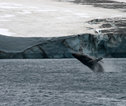 Walvis - Antarctica