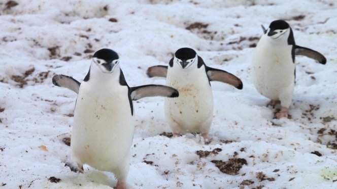 Groepsrondreis Antarctica - Crossing the Circle