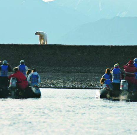 IJsbeer en reizigers Groenland