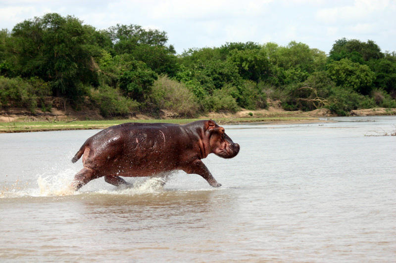 Nijlpaard