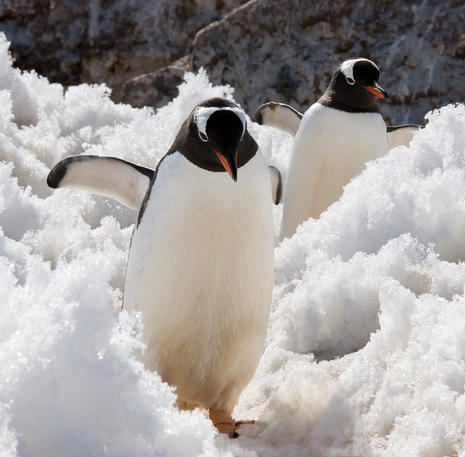 Pinguïns in de sneeuw