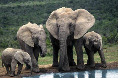 Zuid-Afrika safarireis