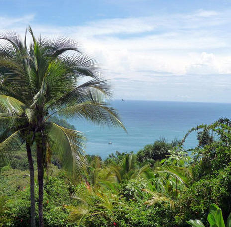 Costa Rica palmbomen
