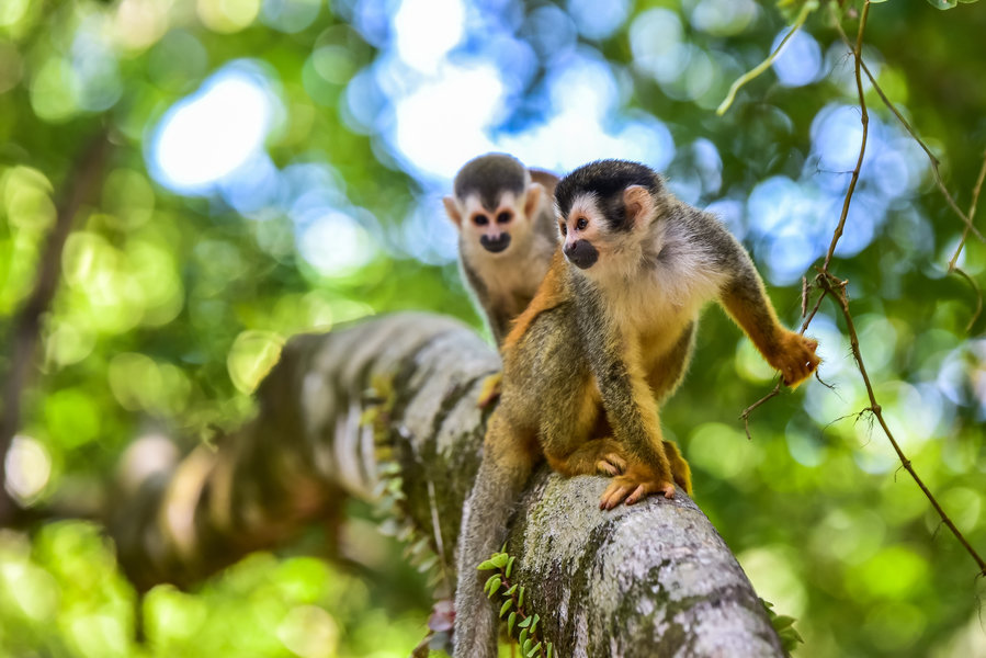 Groepsrondreis Costa Rica Hoogtepunten