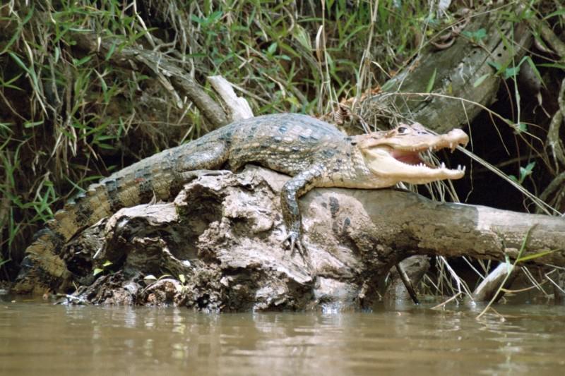Costa Rica krokodil