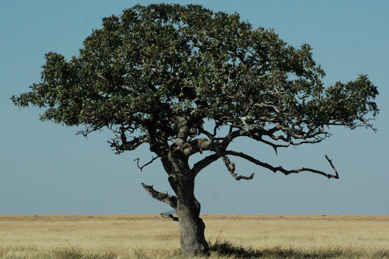 familiereis Kenia masai mara