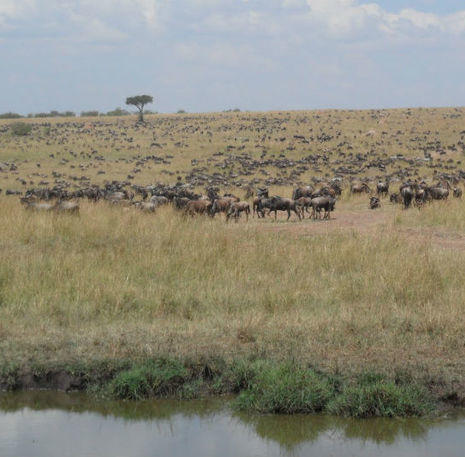familiereis Kenia masai mara