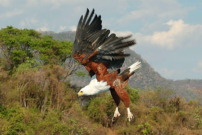 familiereis Kenia visarend