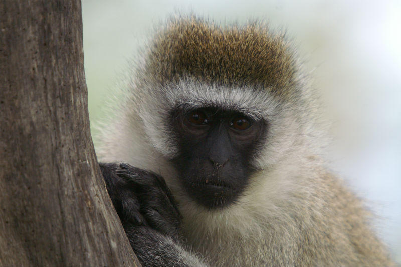 familiereis Kenia aap