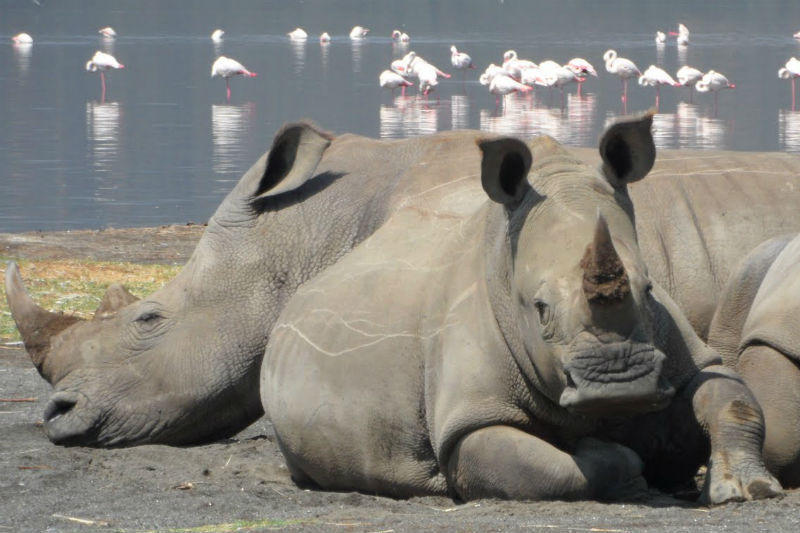 familiereis Kenia neushoorn lake nakuru