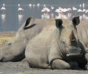 familiereis Kenia neushoorn lake nakuru
