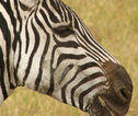 familiereis Kenia zebra