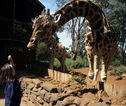 familiereis Kenia giraffe