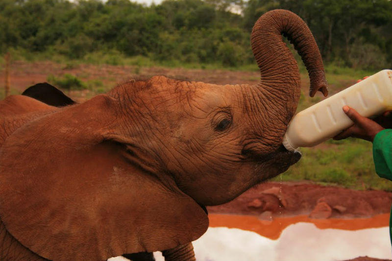 familiereis Kenia olifant