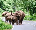 Olifanten in Khao Yai National Park
