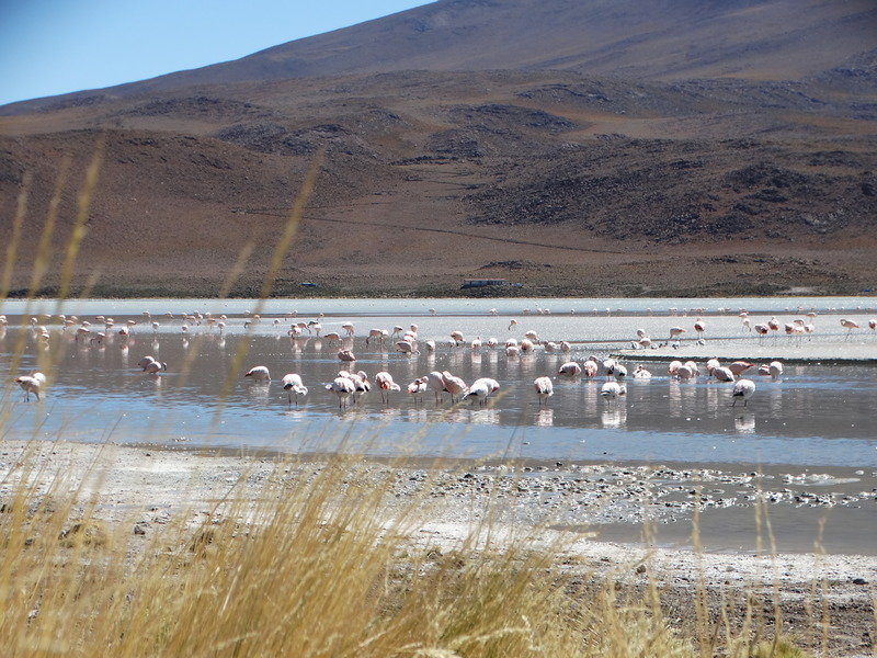 Flamingo's op de zoutvlakte
