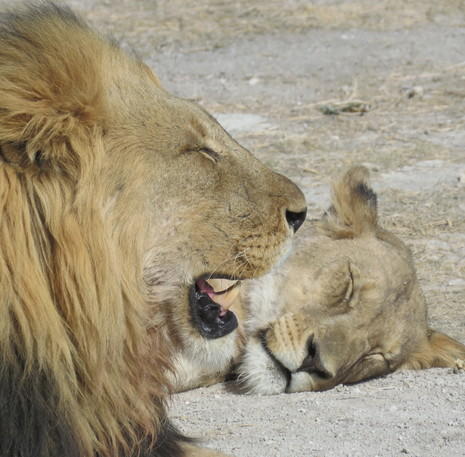 Rondreis Namibië leeuw