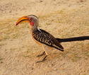 Hornbill bird