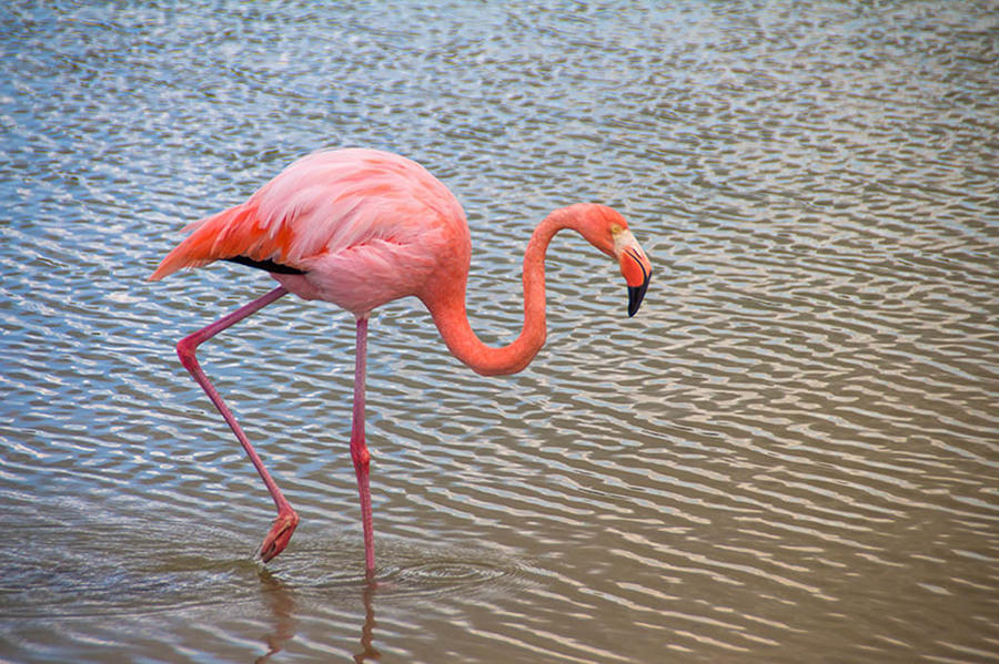 flamingo
