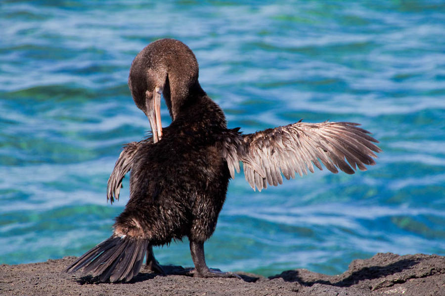 Espinoza Point vogel