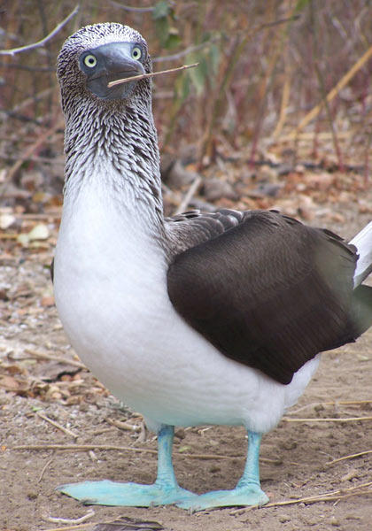 Ecuador Galapagos eilanden vogel
