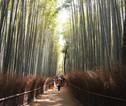 Bamboo Arashiyama