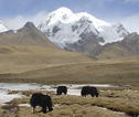 Groepsrondreis Tibet en Nepal