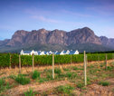 Kaapse wijnlanden