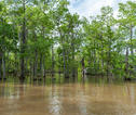 Honey island swamp