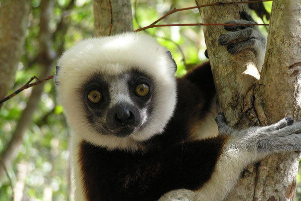 Madagascar, lemur