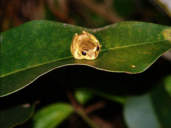 Madagascar, kikker, blaadje, natuur