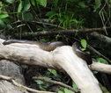 Rondreis Ecuador en Galapagos Anaconda Cuyabeno