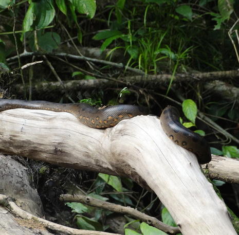 Rondreis Ecuador en Galapagos Anaconda Cuyabeno