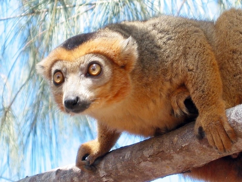 lemur