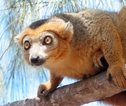 lemur
