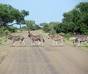 Krugerpark