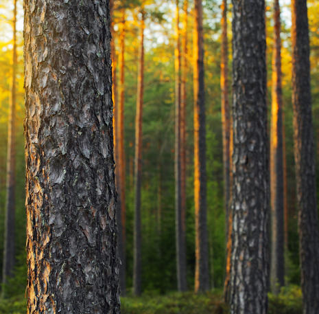 Finland bos met zon