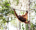 Kalimantan, Oran-Oetan